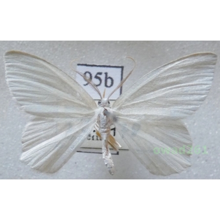Jodis putata (Linnaeus, 1758) Czech95b